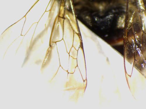 Tetraloniella dentata